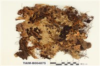 藏品(牛皮葉屬)的圖片